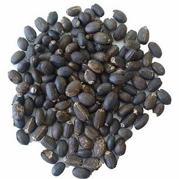 Dried Jatropha Seeds