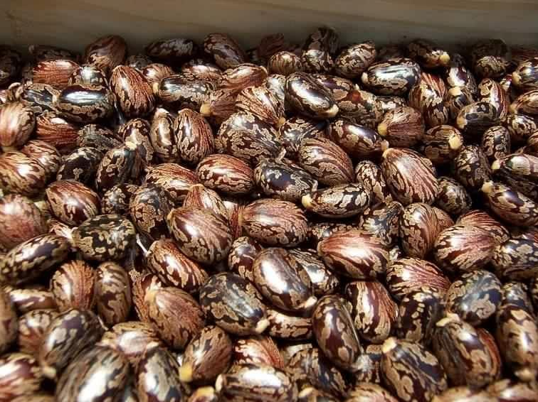 Natural Castor Seeds