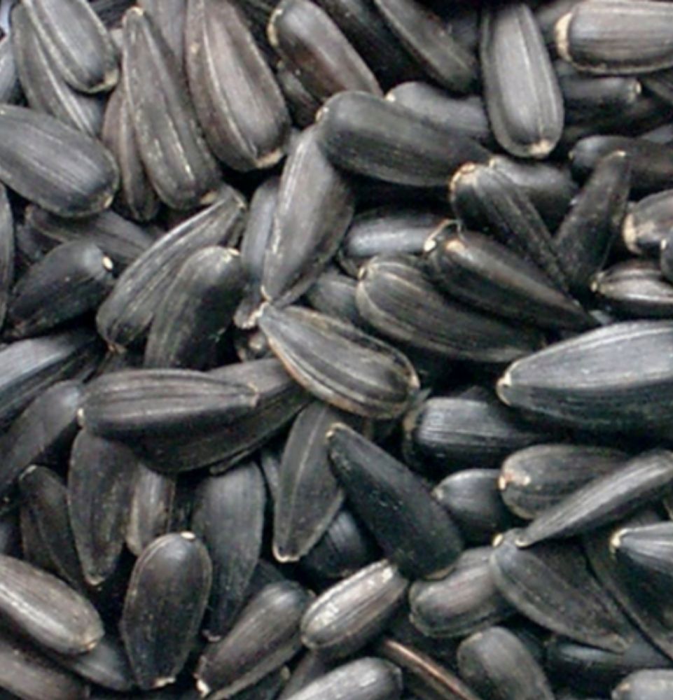 Sunflower Seeds