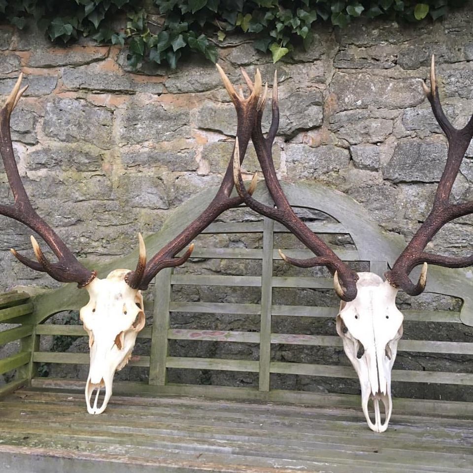 Red Deer Antler