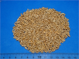 WHEAT GRAIN